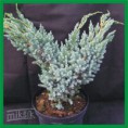 Juniperus squamata "Meyeri" - borievka šupinatá